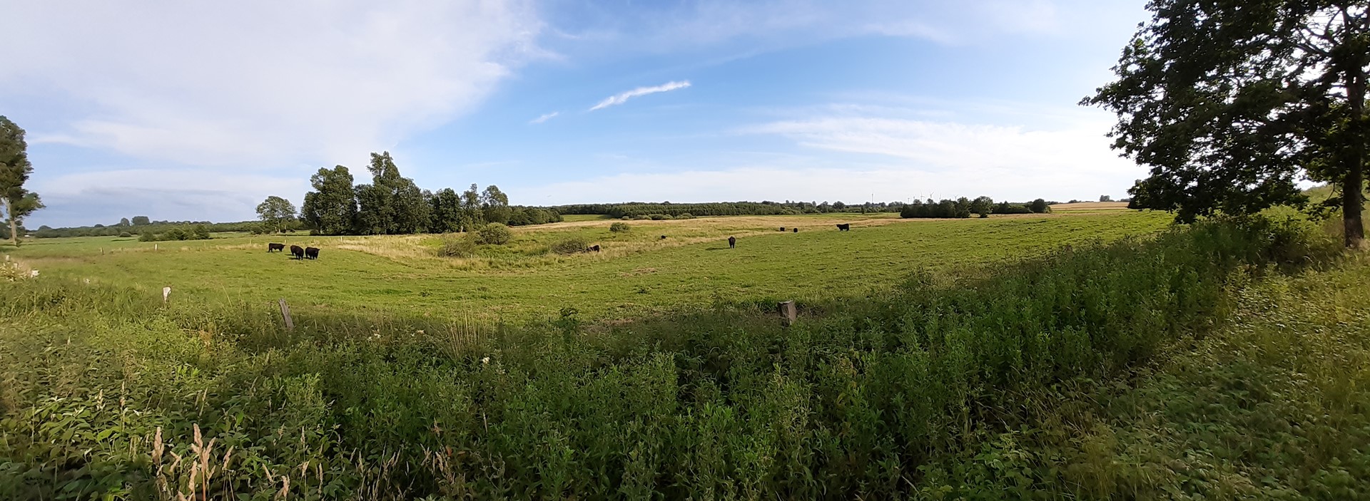 Panorama Weide der Galloway Bullen